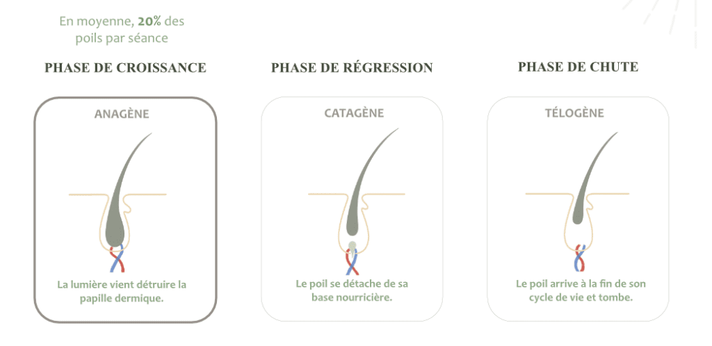 Cycle du poil et phases de croissance avant épilation laser